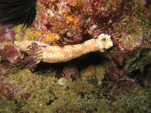 Doris à points jaunes - Chromodoris godeffroyana.JPG
